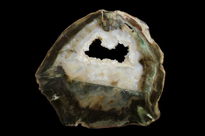 Triassic Petrified Wood (Woodworthia) Round - Zimbabwe #167945
